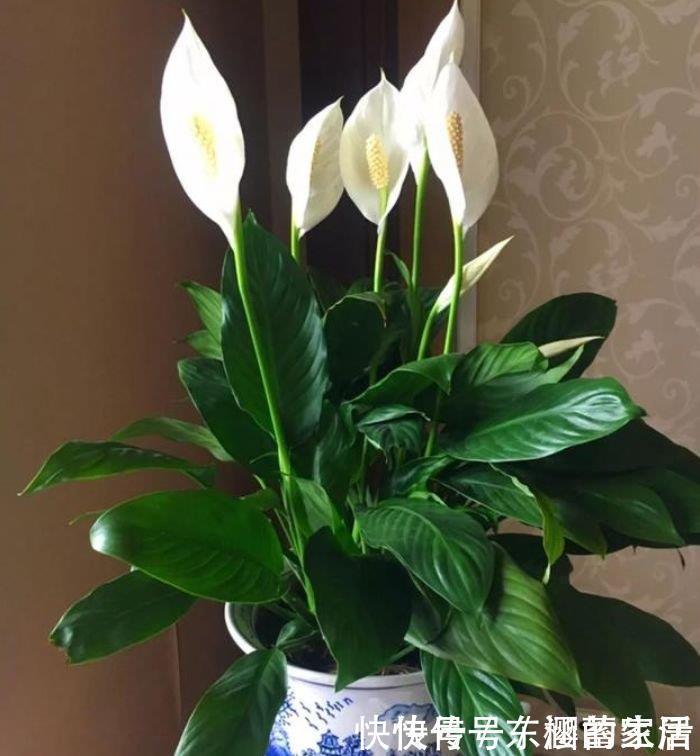 手掌型|5种花高贵优雅,看了就让人沉醉,比牡丹美,比绿萝好养