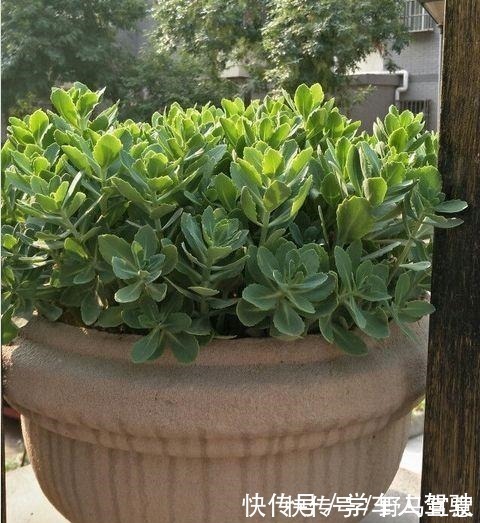 枝条|有院子一定要养“2种”花,剪1根枝条“沾土就活”,变成小花园!