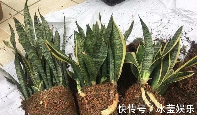 花卉|悄悄告诉你,学会4个老花农的养花“偏方”,家里花卉“嗖嗖长”