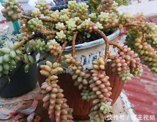 颜色|把玉坠养出老桩不难，养出艳丽颜色就不简单了！