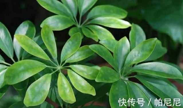 鸭掌木叶子发黄脱落，4点是病因，做好后苗壮叶绿好漂亮