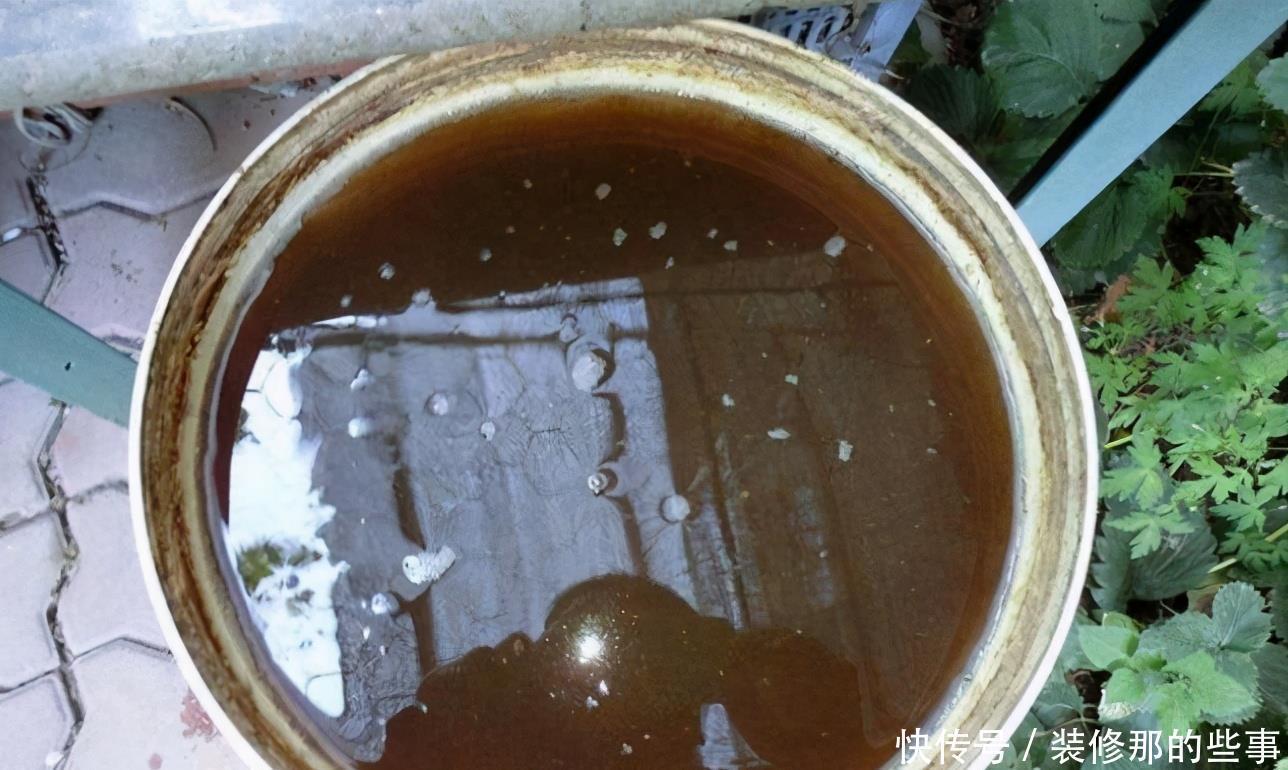 养花|羊粪当植料养花前,掌握住用量、发酵方法,养啥花都能旺