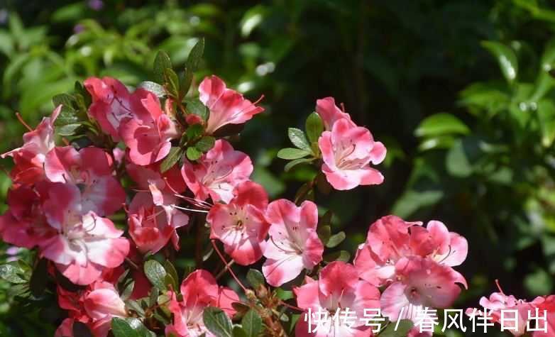 夏天|院子里养四种花,夏天冬天都不怕,花大艳丽,好看又顽强