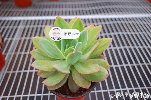 火莲花|这种多肉鲜艳漂亮,而且容易养出老桩缀化,适合新手