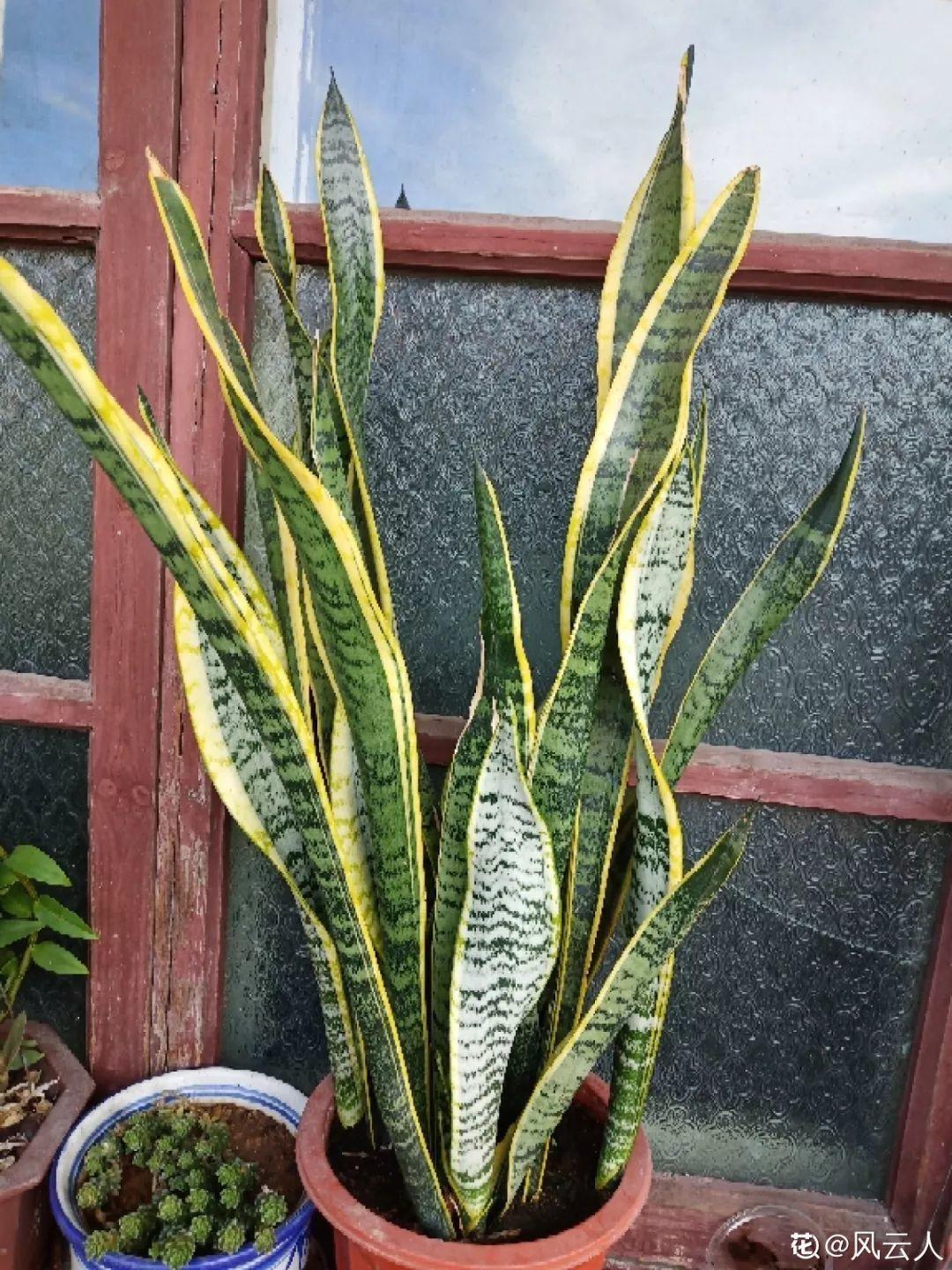 10种耐旱花,2个月不浇水,叶子反而绿油油!