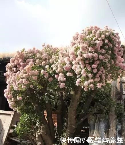 种树|什么长寿花、富贵竹都不如养这“4种树”，寓意吉祥，越养越值钱！