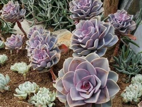 花盆|养多肉植物,用上4个“小技巧”,长成老桩更漂亮