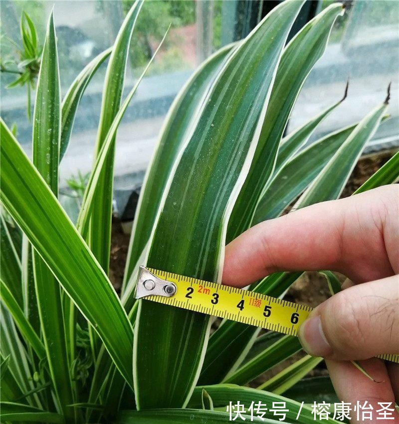 吊兰|养吊兰,一年四季只用2招,叶片3厘米宽,叶片长得又密又绿!