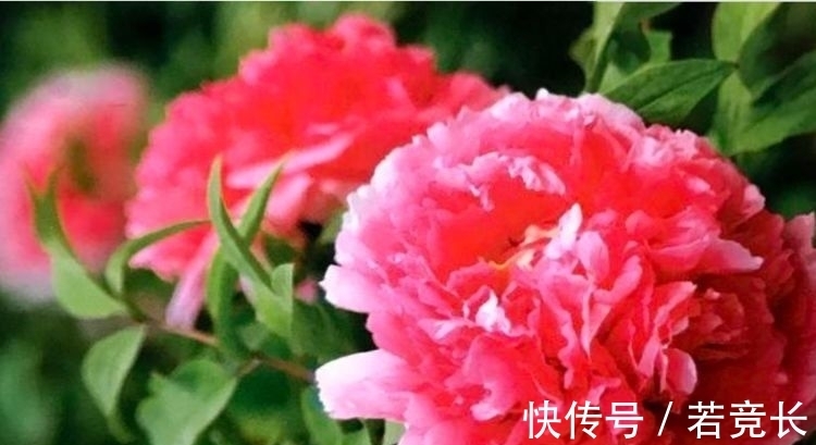 4种花不怕热不怕冷，对待新手超友好，美得让人毫无抵抗力