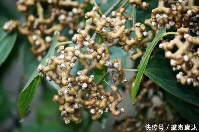 聪明人爱吃3种食物,营养丰富,改善体质,试试看