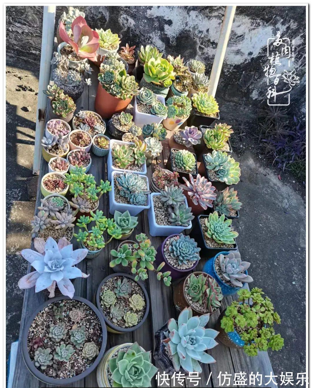养多肉,慢慢来,我们一起沉淀再绽放!