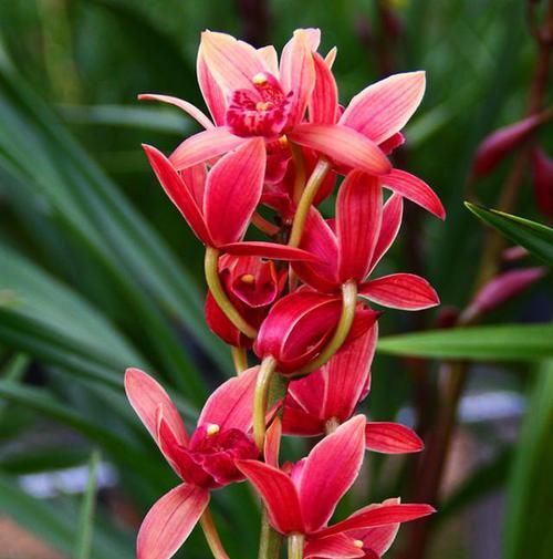  兰花|这款兰花“国色天香”，花大色艳，金边线艺明显，每年能开花数次