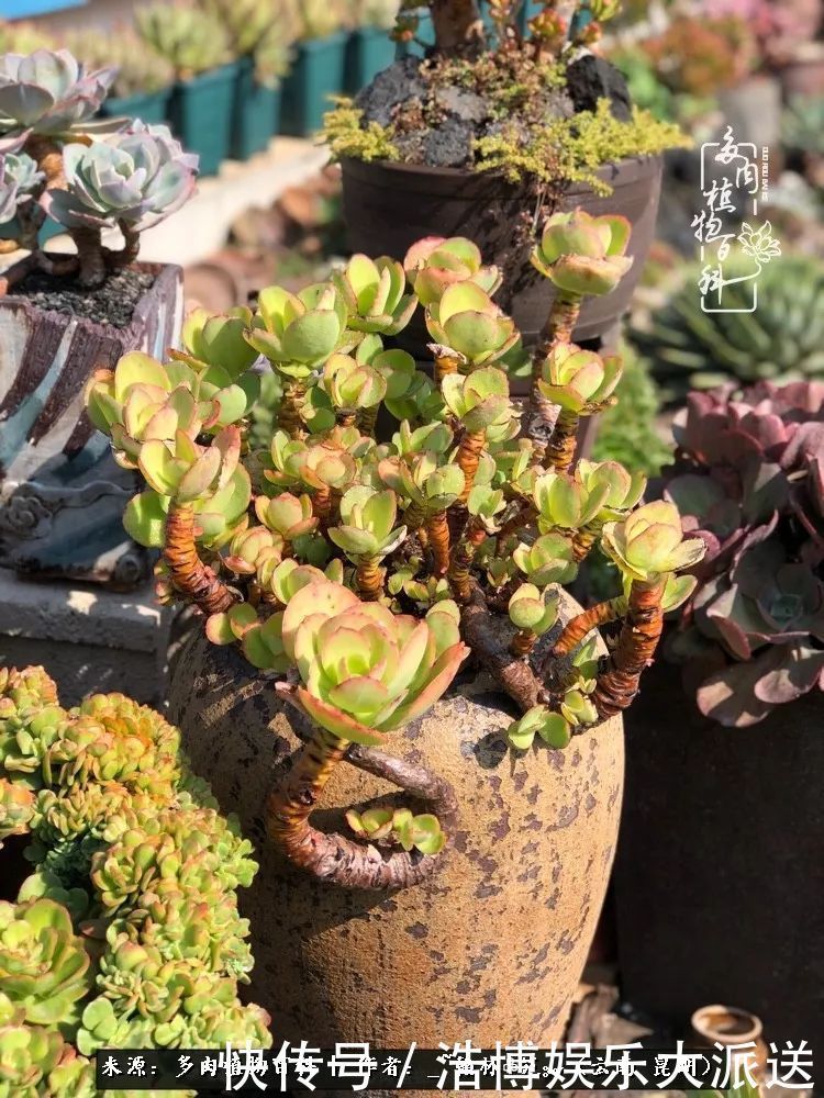 挂区|因为多肉,背井离乡来到开挂区,多肉变好看,小伙变大叔!