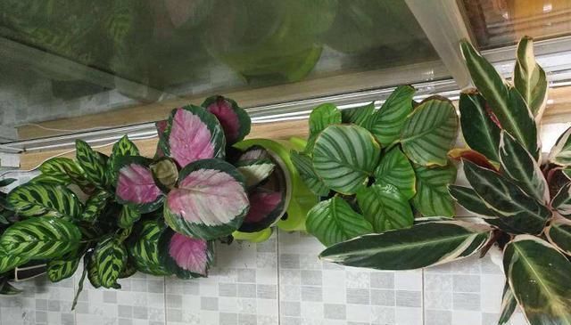 最不耐晒的3种花,养在室内才好看,搬出去一天就枯了