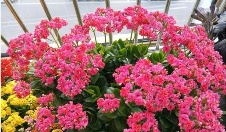 长寿花|2种花,一根枝条插盆里就活,开花漂亮又好养,家家必备