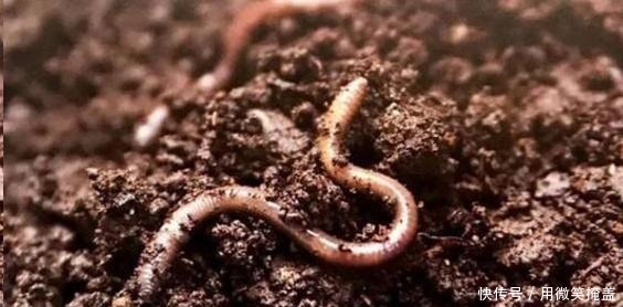 月季地栽莫大意,这3点不注意很容易挂!月季地栽莫大意,这3点不注意很容易挂!