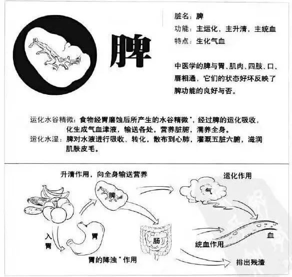 三阴交|人到中年,脸下垂!中医4招,迅速提升下垂脸,简简单单就变美!