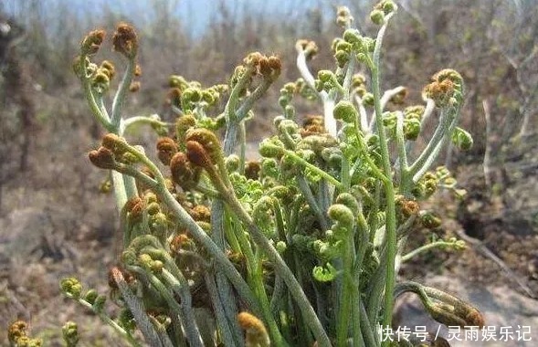  稀罕|农村人常吃的野菜，城里人当“稀罕货”，10元一斤不一定买得到