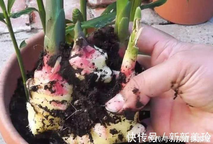 土壤|阳台盆栽生姜，简单4步走，叶绿当花赏，不用再去买，自给自足