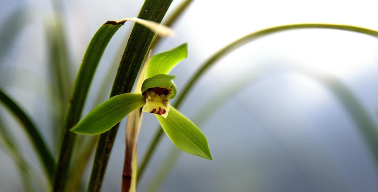 种活兰花不难，养好兰花却不易，十分钟读懂兰花该如何养护