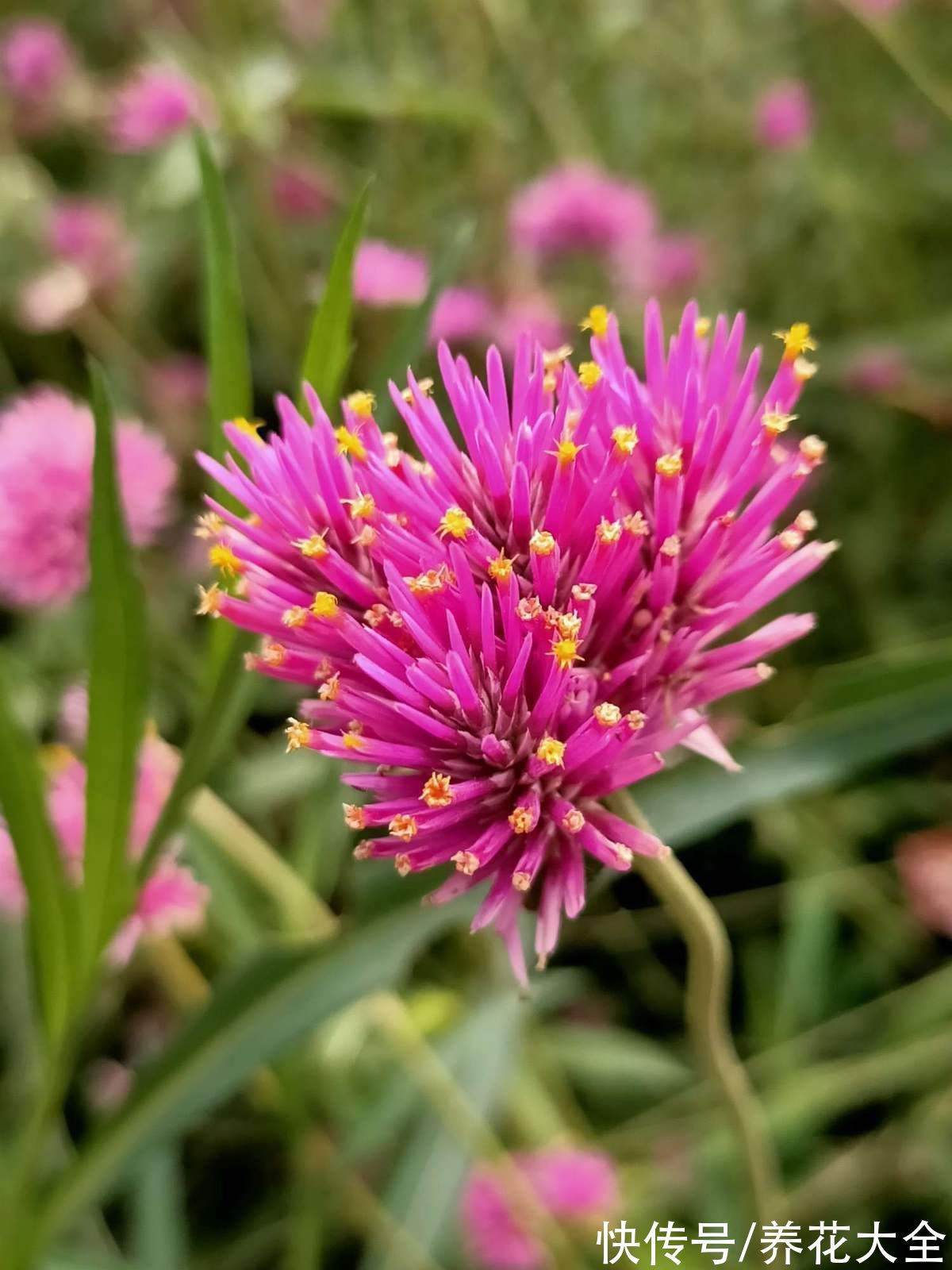 图鉴|100种常见花图鉴，图文并茂非常详细，收藏起来慢慢看