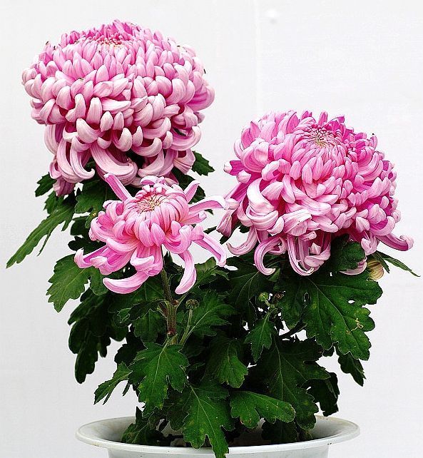 养菊花学会一招，让它什么开花就什么时候开花！