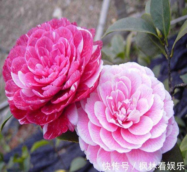 八月适合养茶花，这几招做得好，冬天省事开花也多