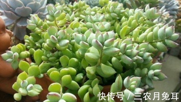 基质|多肉植物达摩福娘的扦插繁殖方法