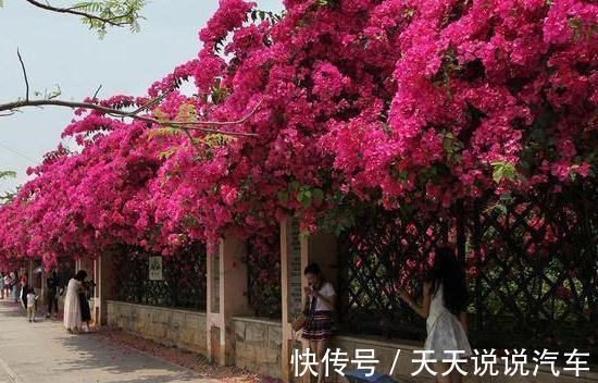 种活|有院子不要错过，种2棵巴西进口花，一年就长成花墙，香味飘很远