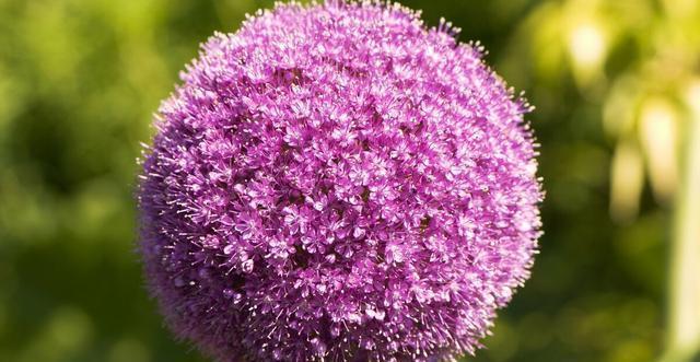 大丽花|五种花开花就变成“球”,好看好养还不挑地方,家里养一盆正合适