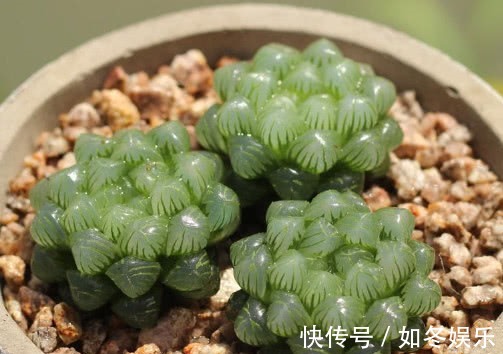 多肉姬玉露怎么养更饱满教你3个小妙招,养出晶莹剔透的姬玉露