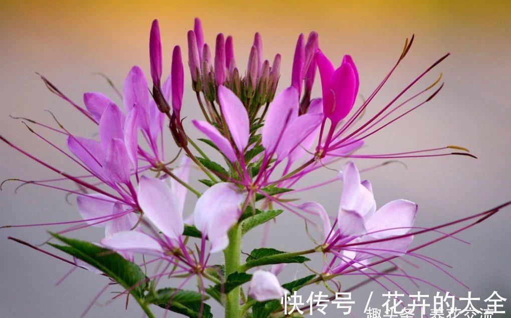 阳台上|有院子可尝试种些夏秋不断开花的醉蝶花,还能养成大型盆栽