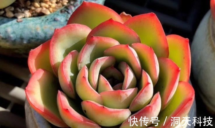 平常翠翠红红,出状态之后妖妖艳艳,这种多肉名字还好听,叫晨露