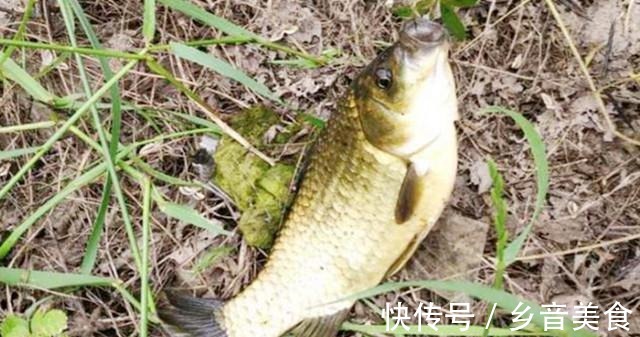 素饵|夏钓鲫鱼,如何能快速上鱼记住这3点就行!