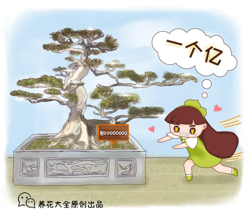 这5种绿植，一看就很有“富贵相”，放家里很养眼，寓意也很好