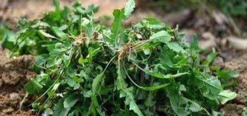 羡慕别人皮肤好,不妨吃这3物,排毒清肠,滋养肌肤,活出少女感