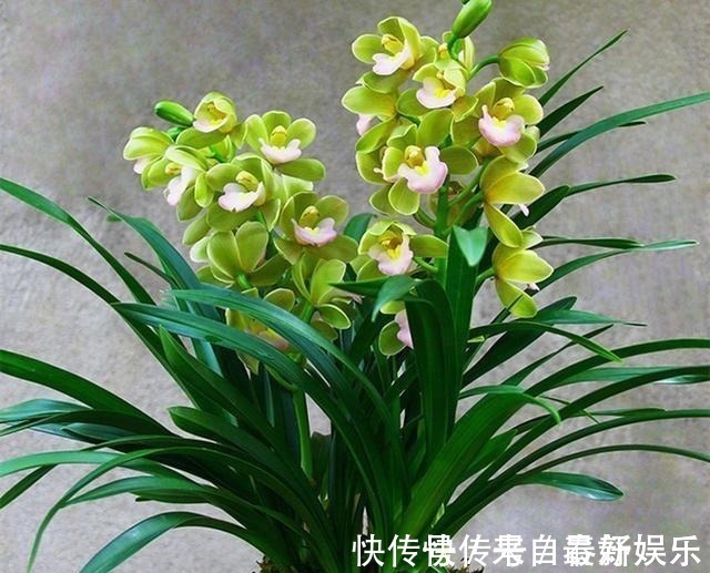 植料|不管养兰花还是君子兰,只要弄明白这一点,咋养也长得好