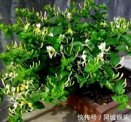 这3种花养成“盆景”价值翻倍,颜值高造型美,谁都试一试