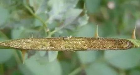 月季叶片被虫啃了怎么办,常见青虫治理方法