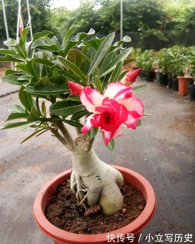 天冷了，15种漂亮花喜欢“大太阳”，多晒长得壮，花更多