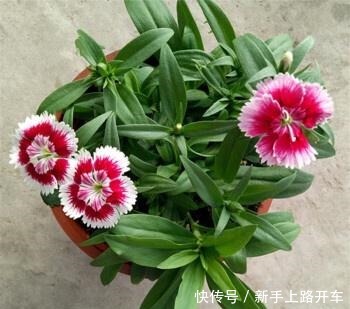养花就养1盆它,种子撒盆里,1周发芽,开花多,从春开到秋!