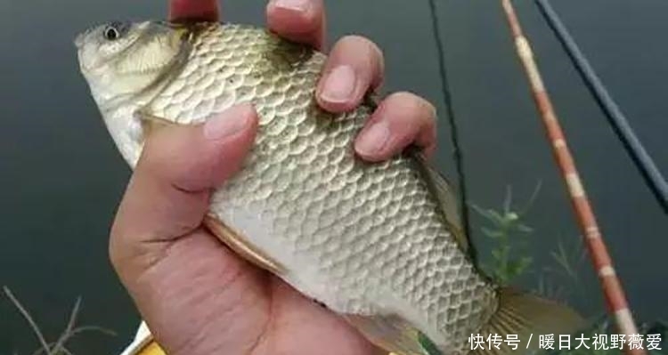钓鱼|夏天钓鱼，这3件事能做好，见漂动就是大鱼