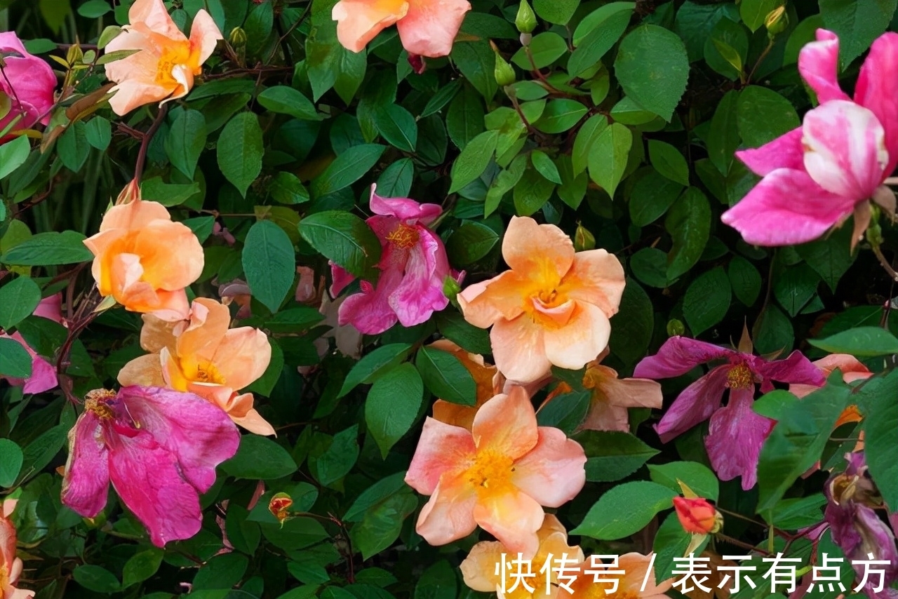 这10种中国古老月季花型美、花期长,不输欧月,你值得拥有