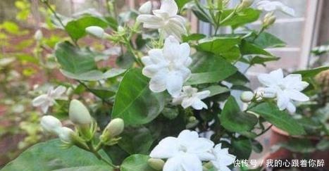 小事|养茉莉花，“3件小事”做到位，就可以“静待花开”，且花大味香！