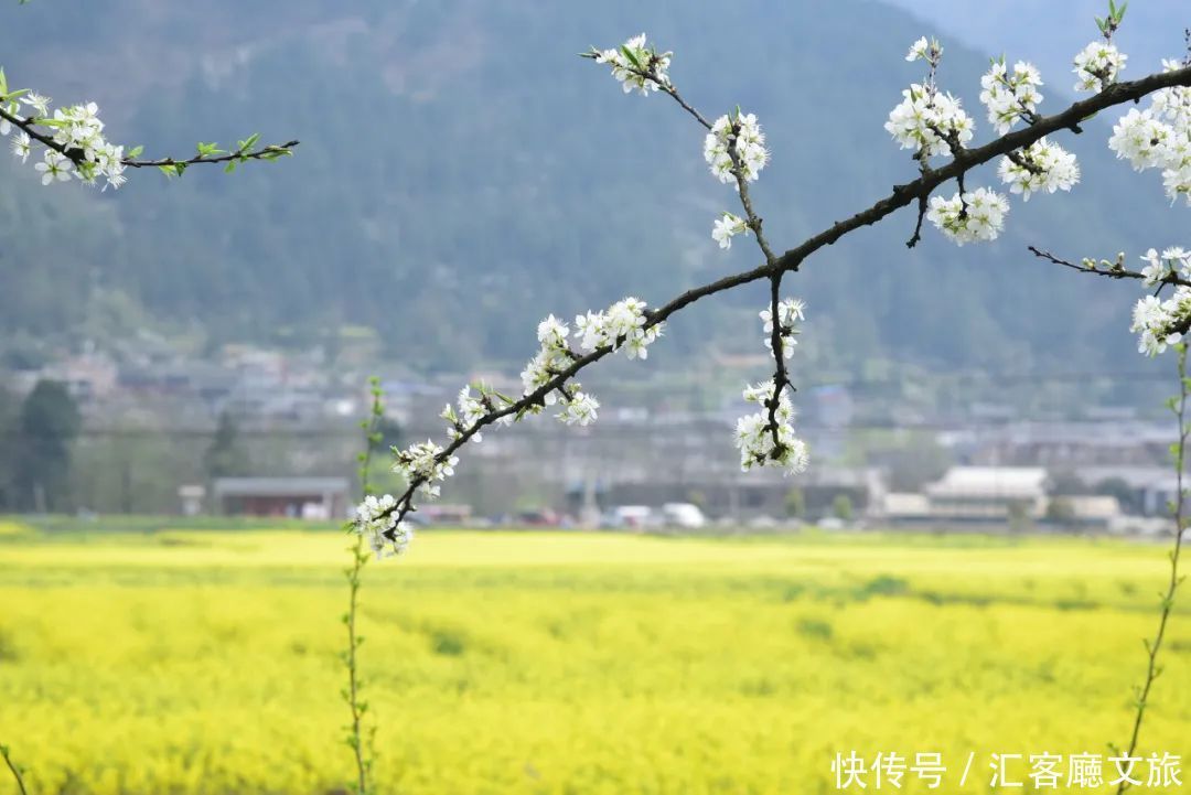 一到春天，贵州就开启到花海模式！