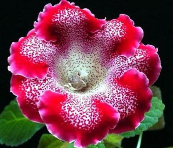 春养“一种”大岩桐，美过“牡丹”，给水就呼呼长，没光也开花