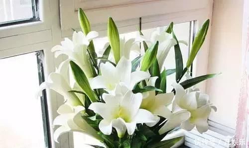 严禁入室的花,看完吓一跳你家里有木有