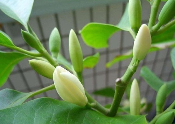 花开时节|绿萝不要养了,我国“最美花卉”,一年花开180天,比桂花香极了