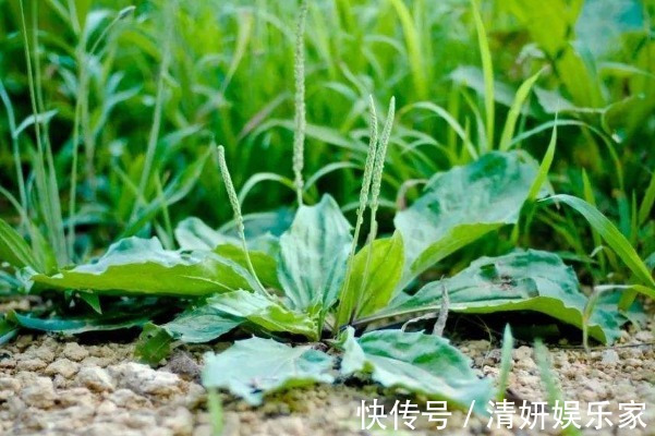 炎症|经常吃车前草好处多,4大好处不请自来,难怪连中医都夸好