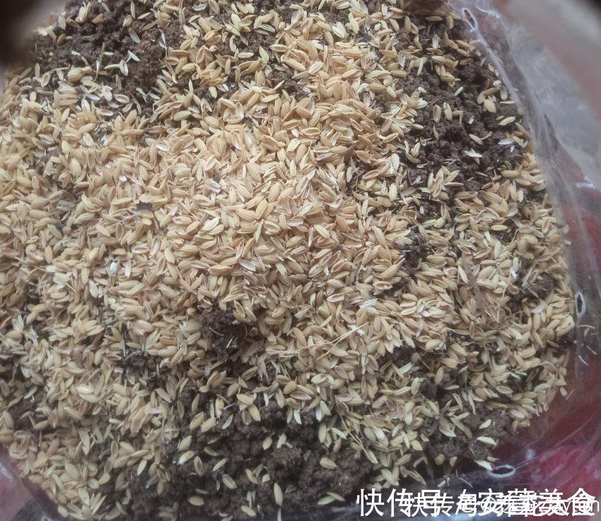 家里的油桶不要扔,拿来种菜养花,省钱又好用